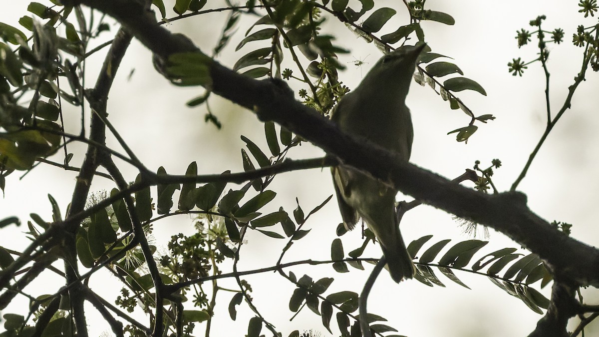 Sakhalin Leaf Warbler - ML641096463