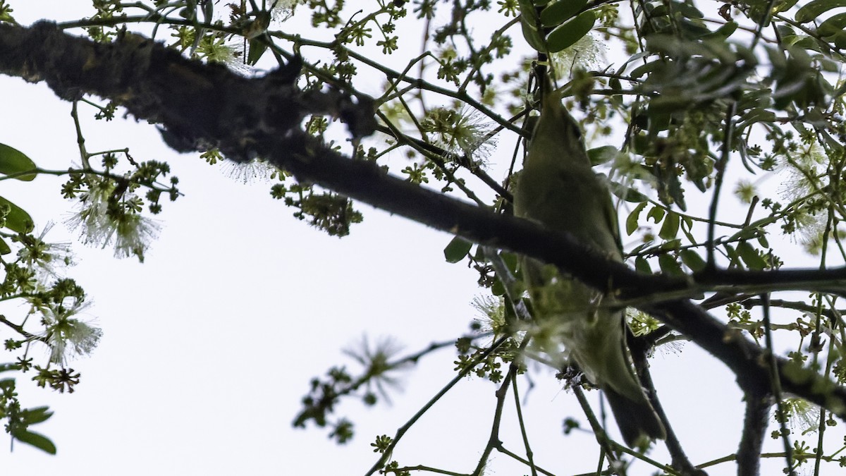 Sakhalin Leaf Warbler - ML641096500