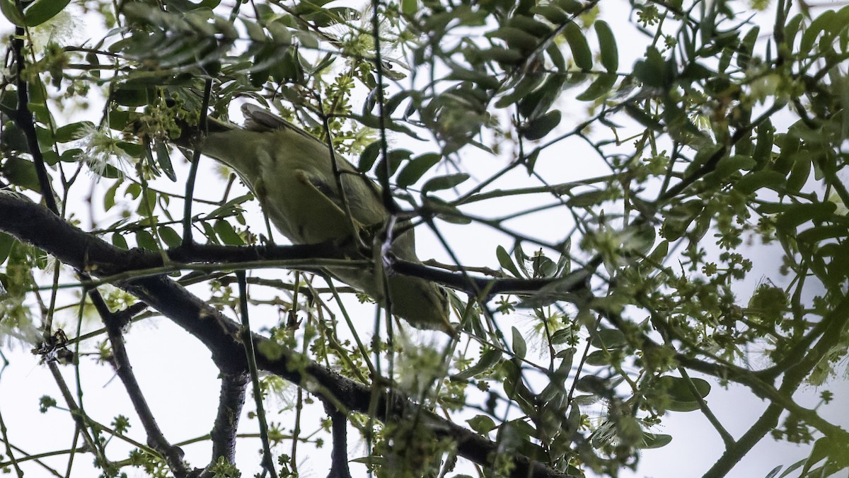 Sakhalin Leaf Warbler - ML641096501
