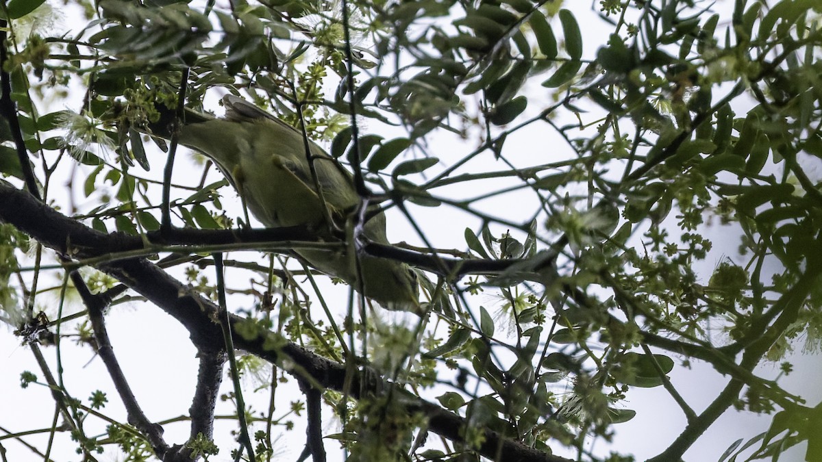 Sakhalin Leaf Warbler - ML641096502