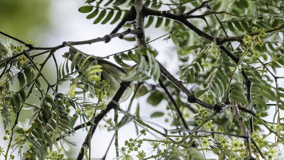 Sakhalin Leaf Warbler - ML641096530
