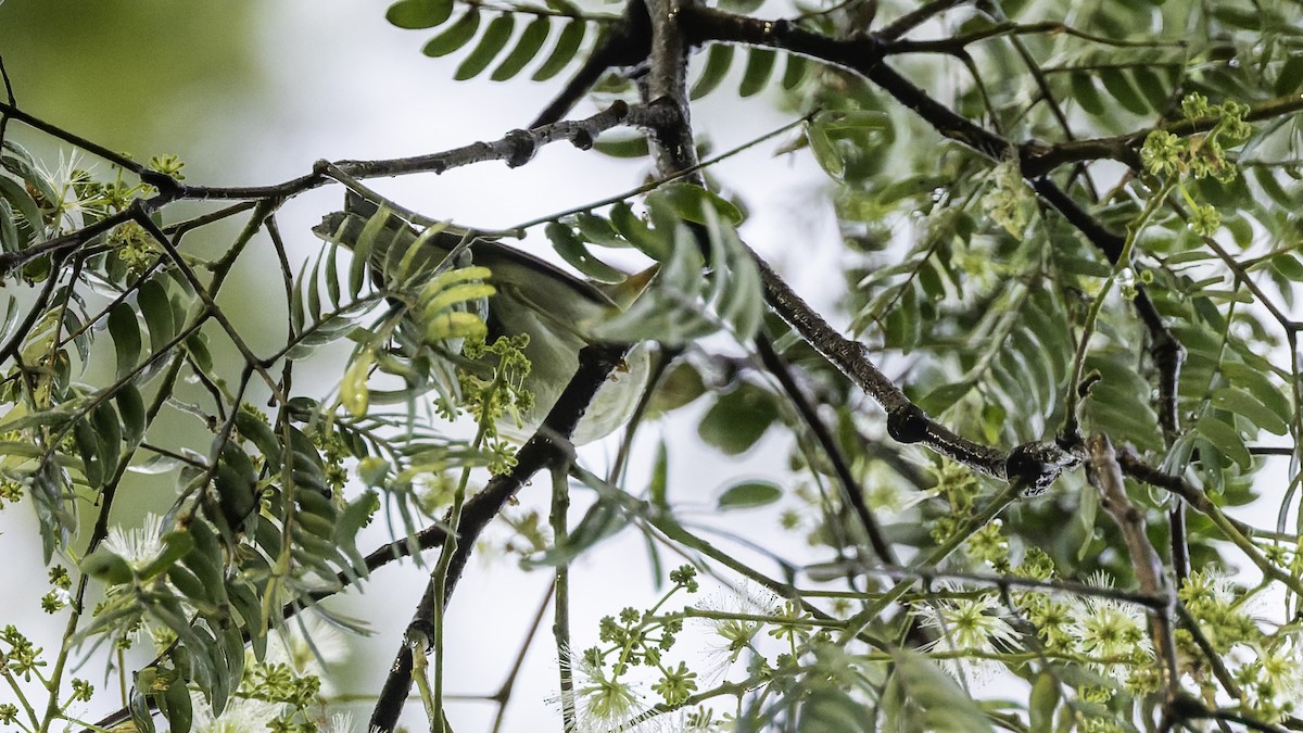 Sakhalin Leaf Warbler - ML641096531