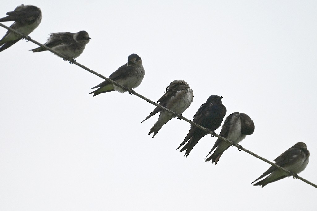 Purple Martin - ML641096544