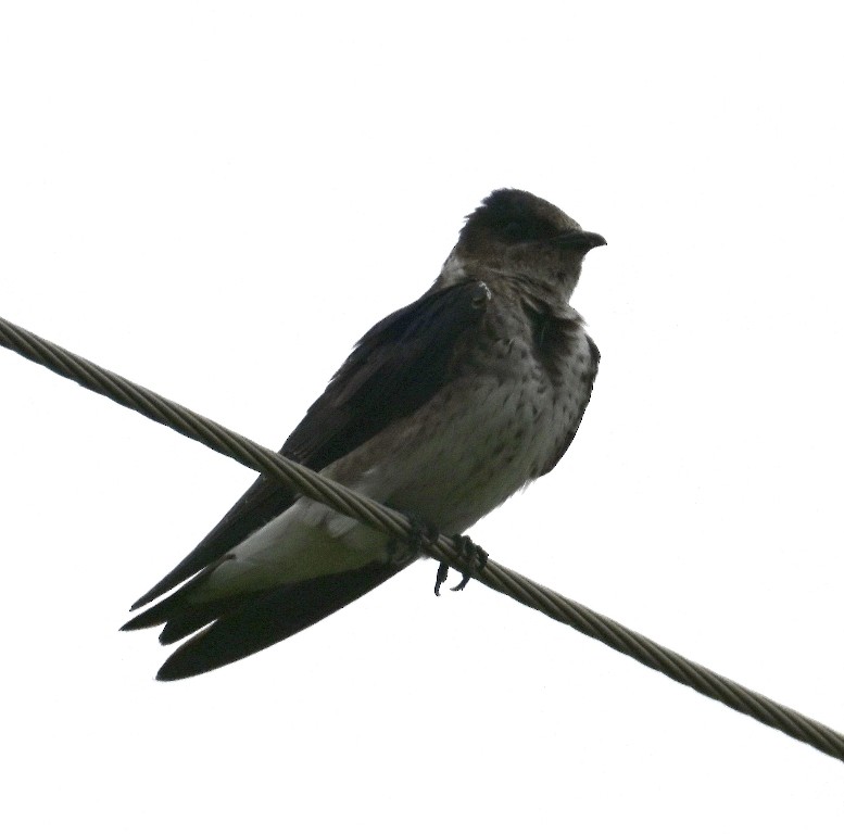 Purple Martin - ML641096545
