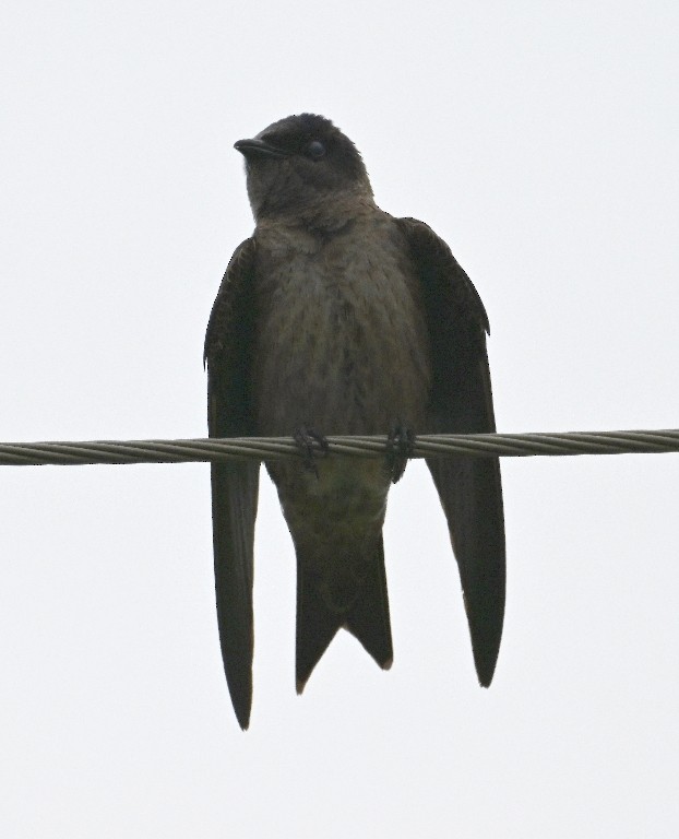 Purple Martin - ML641096546