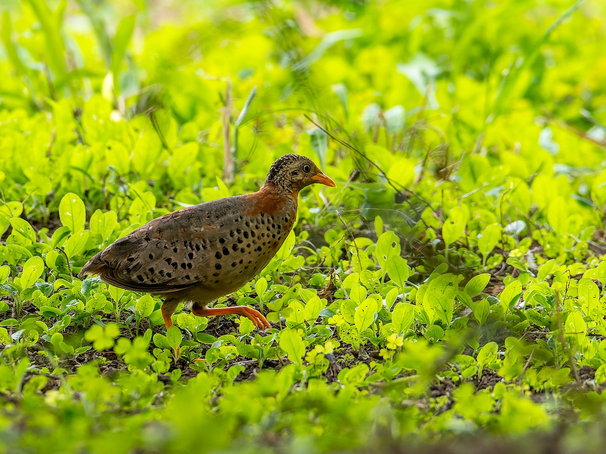 Yellow-legged Buttonquail - ML641096560