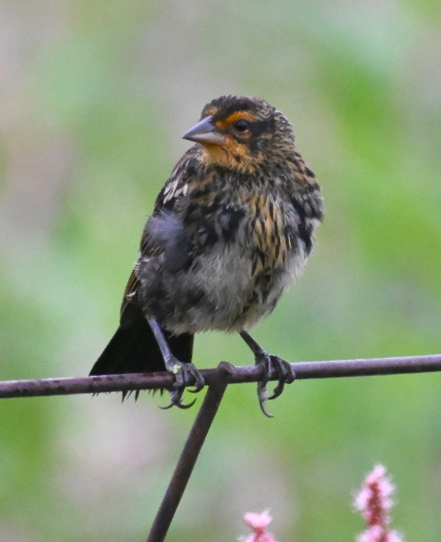 Red-winged Blackbird - ML641096576