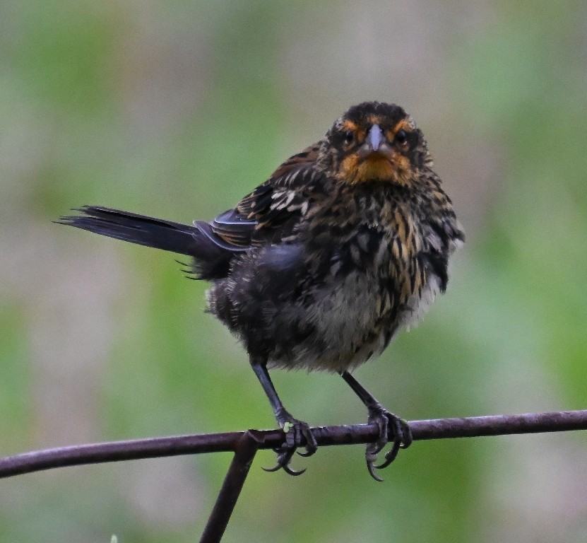Red-winged Blackbird - ML641096577
