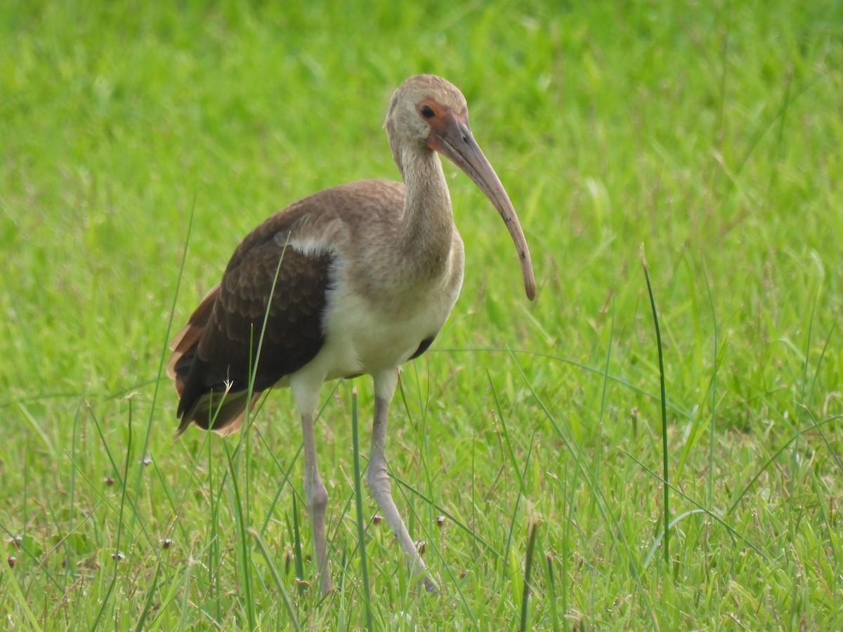 Ibis blanc - ML641096584