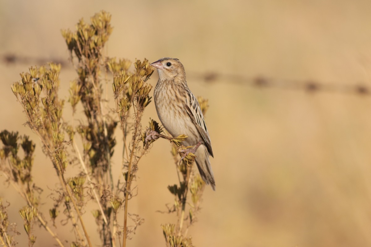 Long-tailed Widowbird - ML641096598