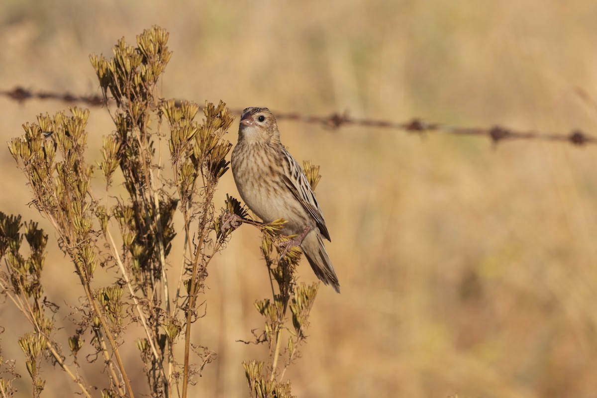Long-tailed Widowbird - ML641096600
