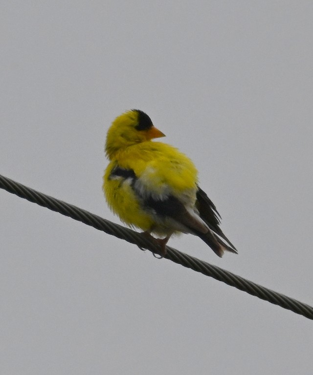 American Goldfinch - ML641096602