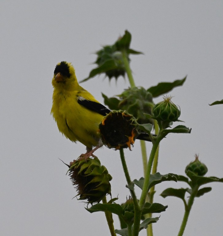 American Goldfinch - ML641096603