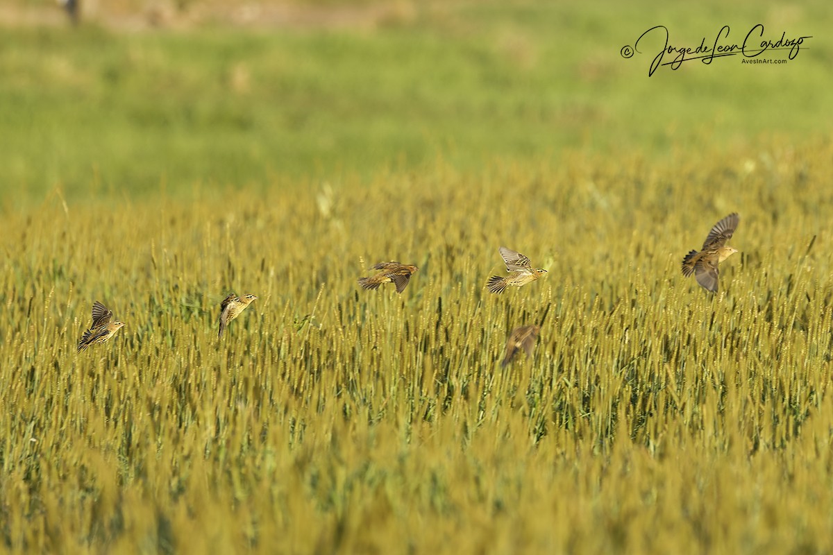 Bobolink - ML641096620
