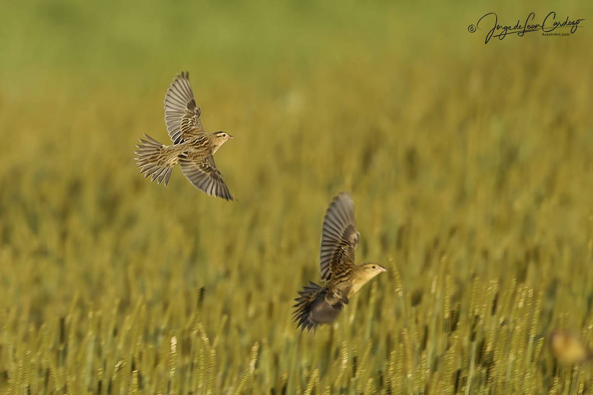 Bobolink - ML641096632