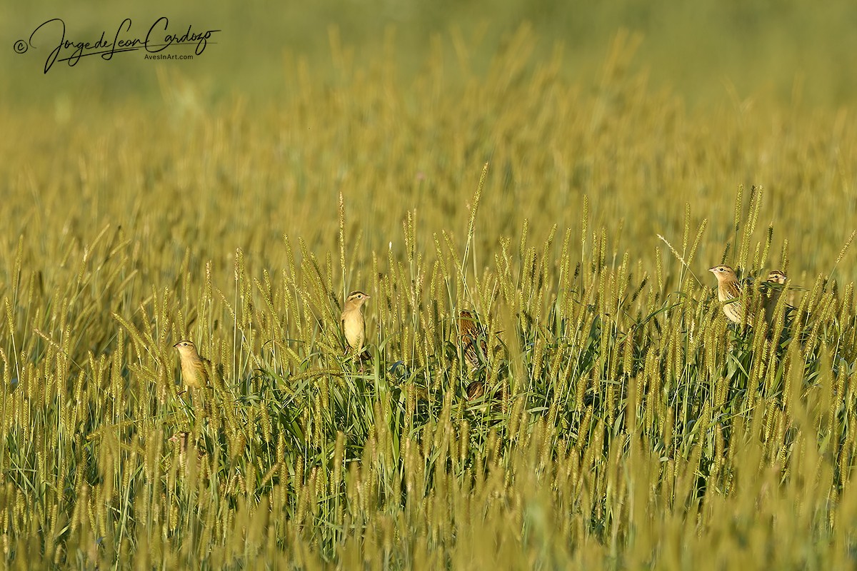 Bobolink - ML641096634