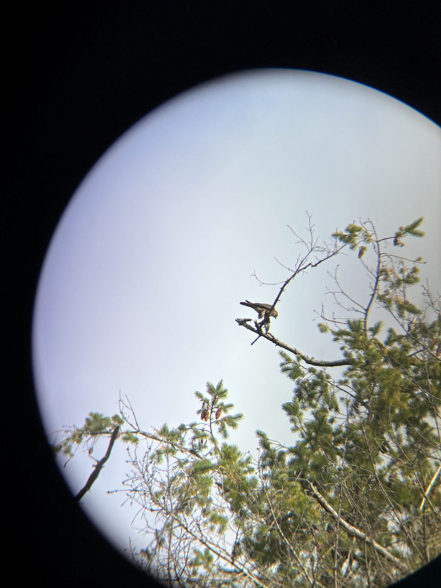 Merlin - ML641096635