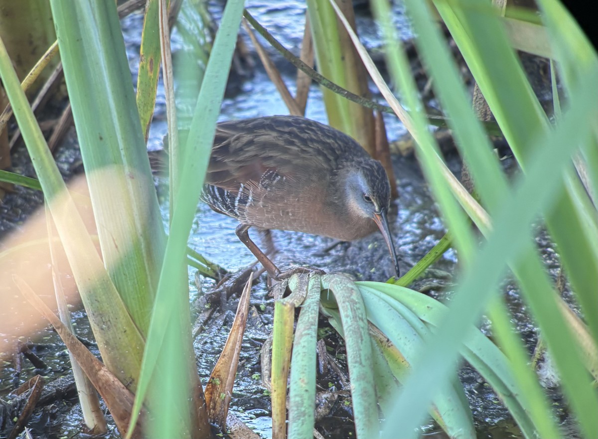 Virginia Rail - ML641096642