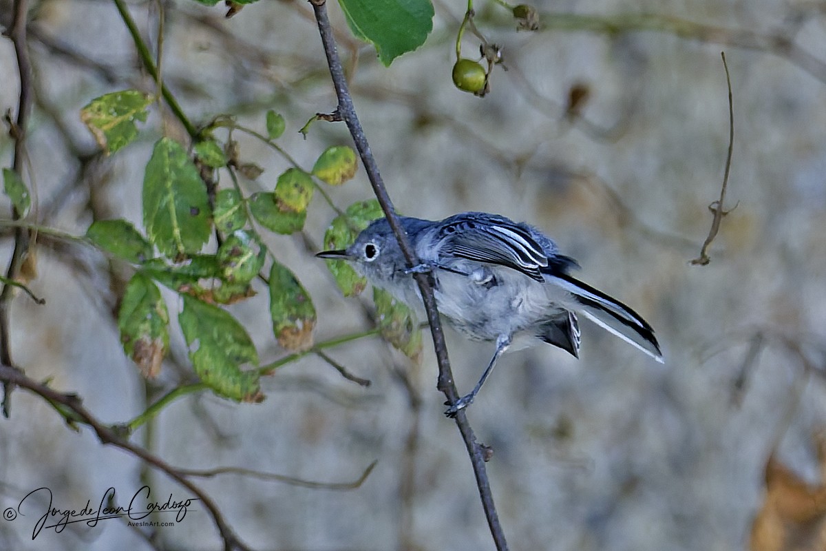 Blue-gray Gnatcatcher - ML641096645