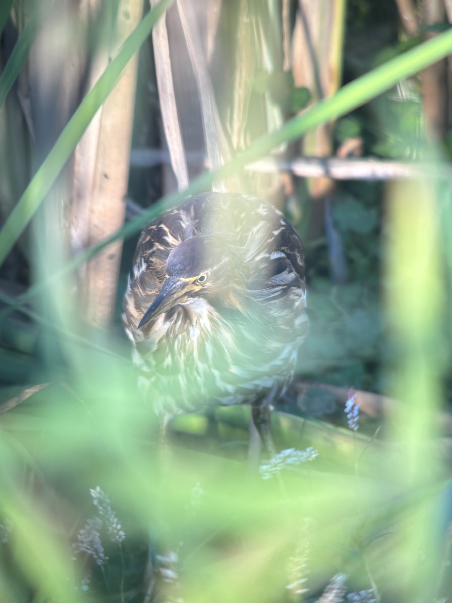 American Bittern - ML641096646