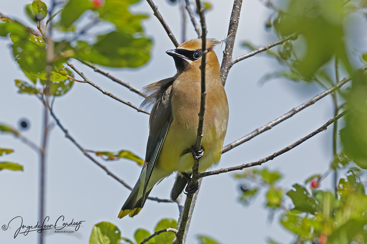 Cedar Waxwing - ML641096647