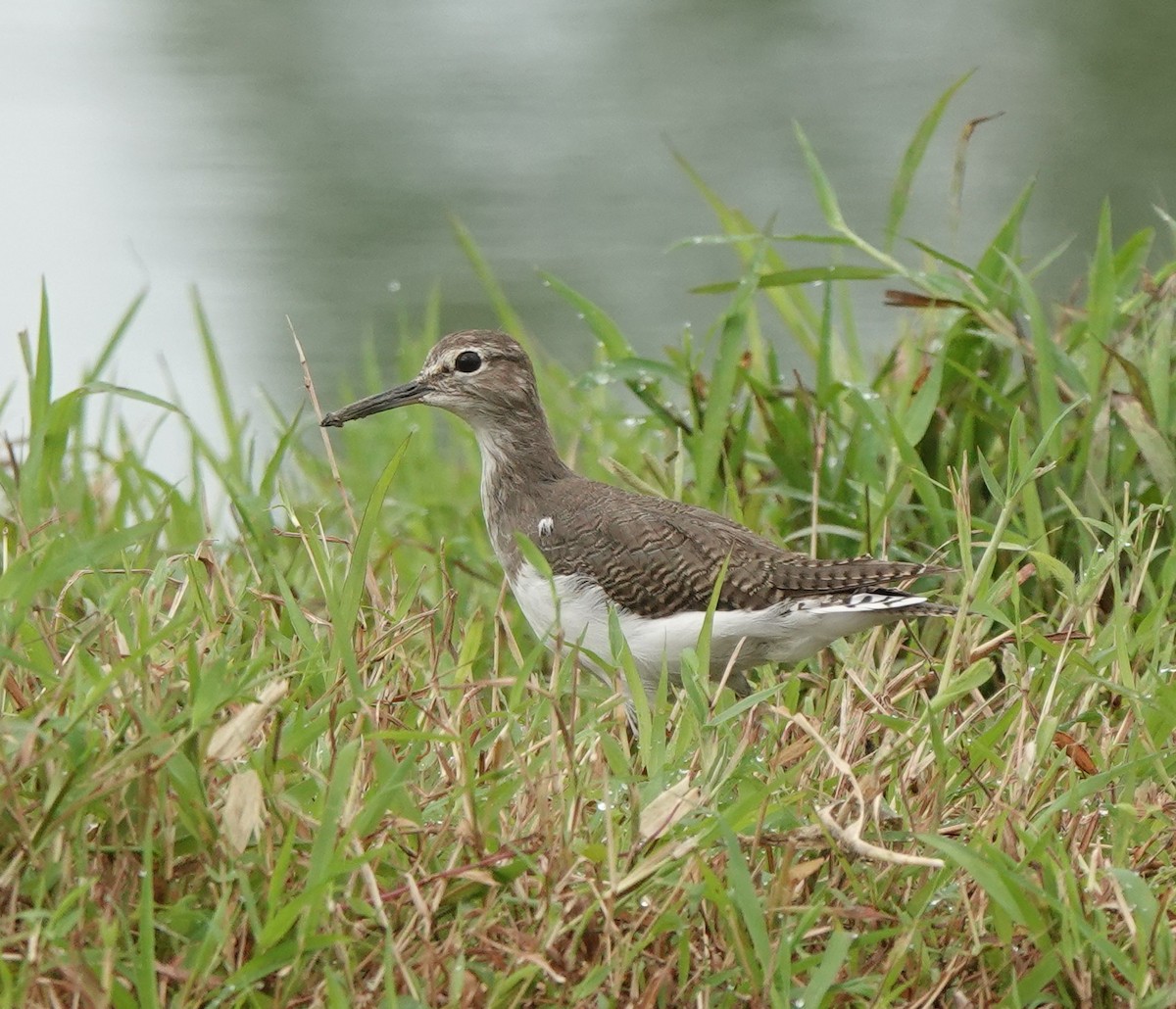 Common Sandpiper - ML641096653