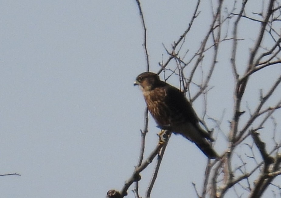 Merlin - ML641096659