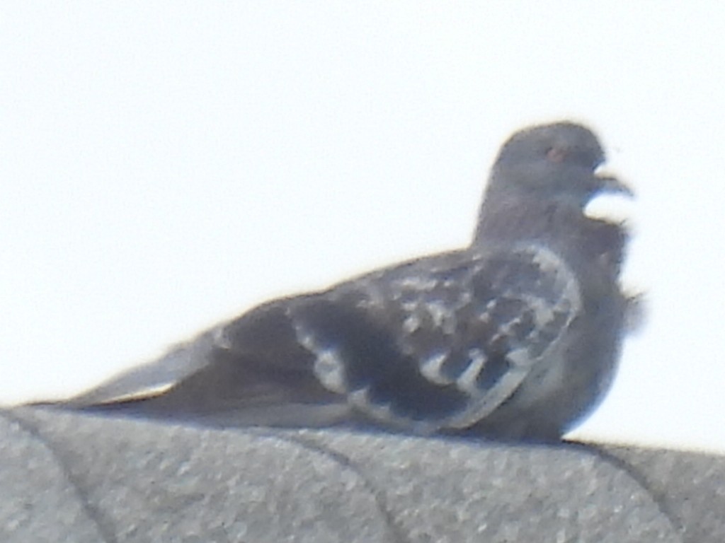 Rock Pigeon (Feral Pigeon) - ML641096666