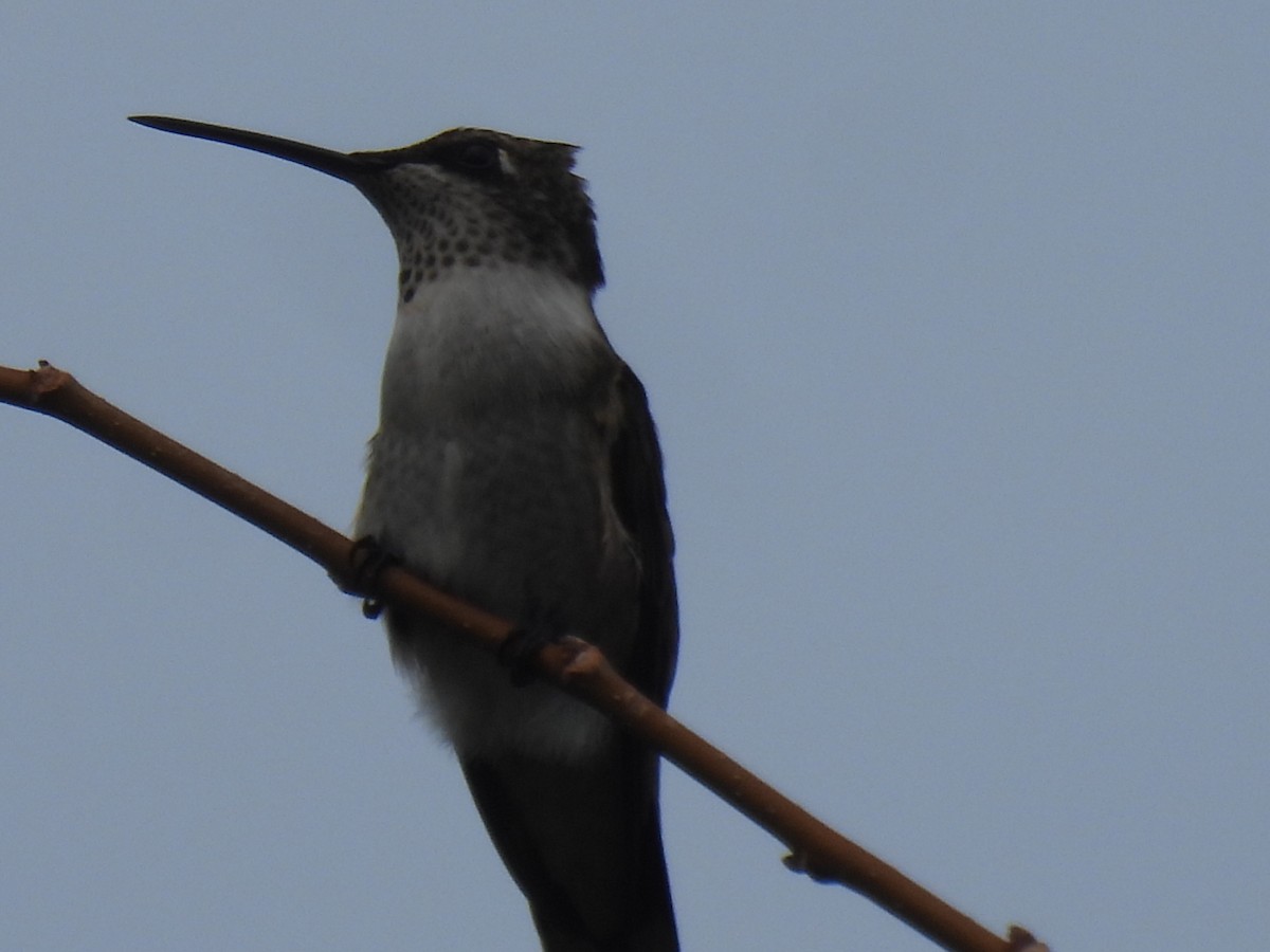 Ruby-throated Hummingbird - ML641096700