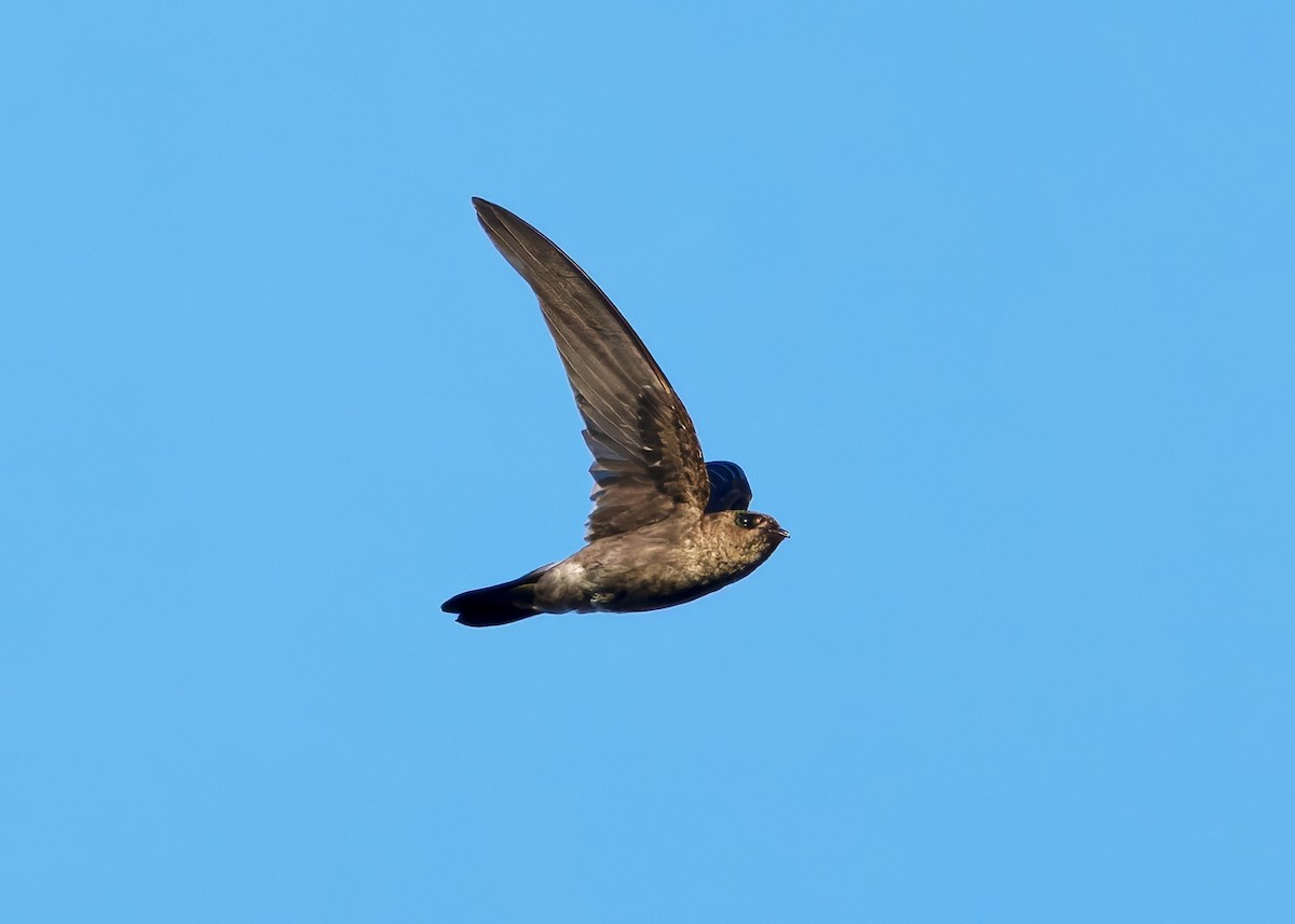 White-nest Swiftlet (White-nest) - ML641096721