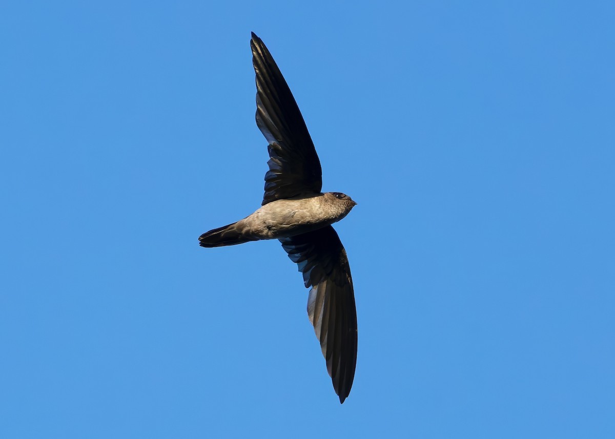 White-nest Swiftlet (White-nest) - ML641096722