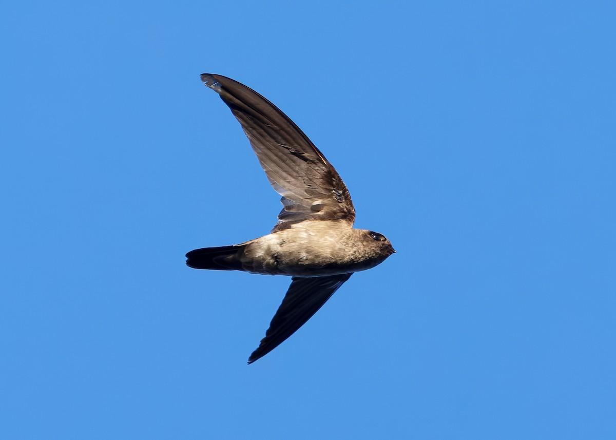 White-nest Swiftlet (White-nest) - ML641096723