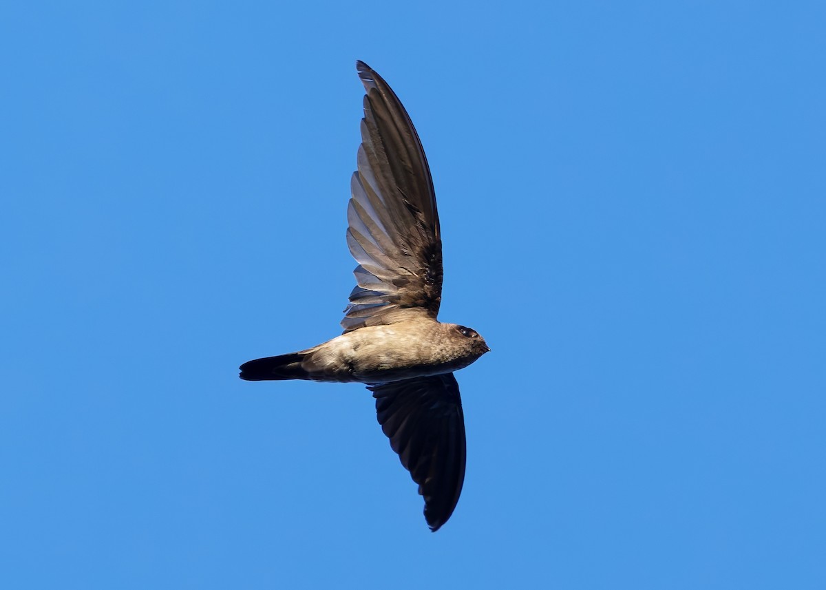 White-nest Swiftlet (White-nest) - ML641096724