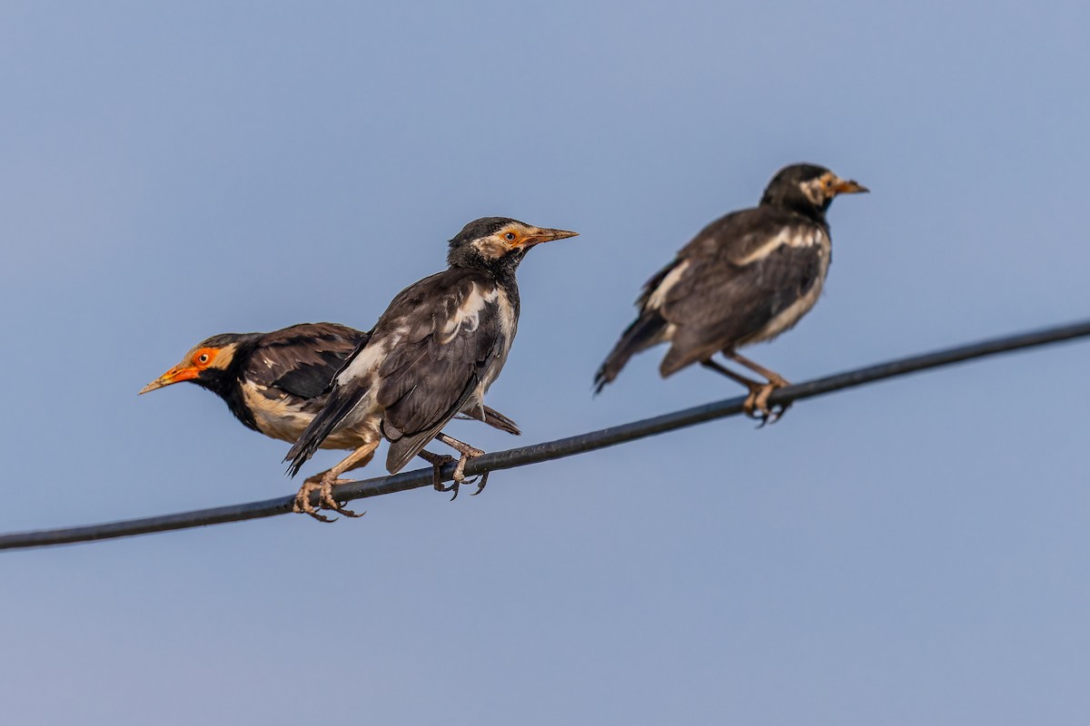 Siamese Pied Starling - ML641096746