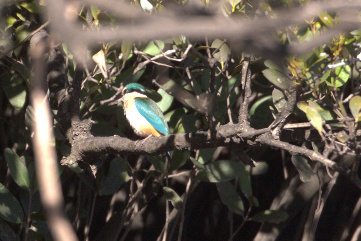 Sacred Kingfisher - ML641096749