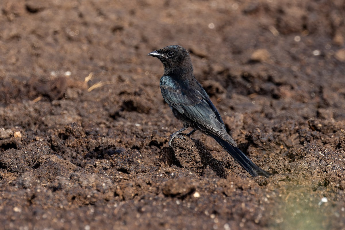 Black Drongo - ML641096750