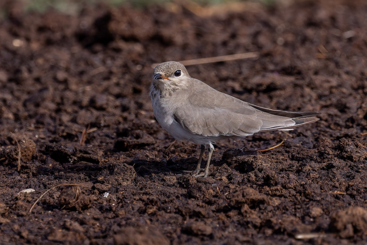 Small Pratincole - ML641096754