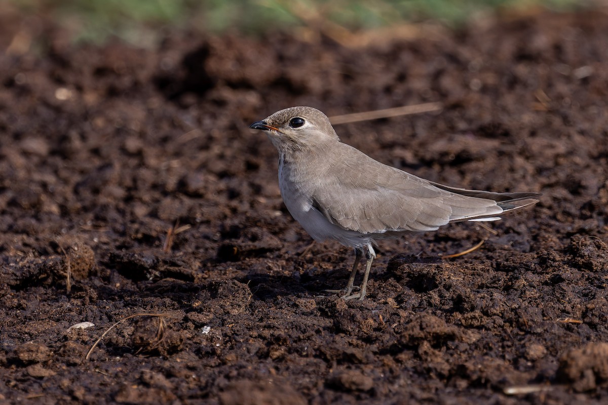 Small Pratincole - ML641096755