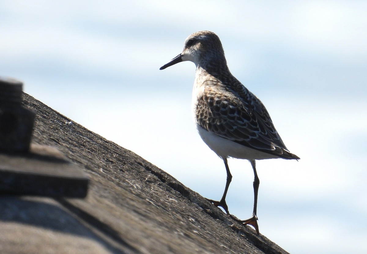 Semipalmated Sandpiper - ML641096764