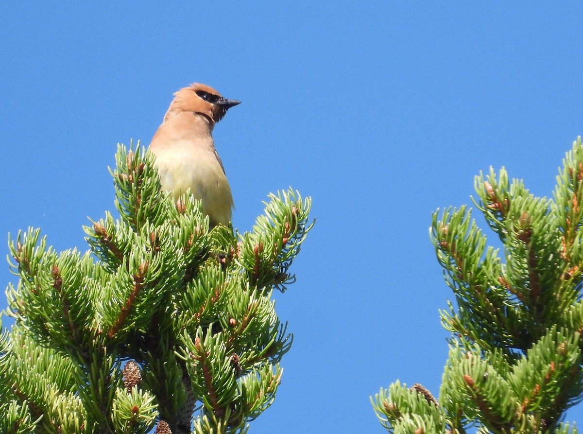Cedar Waxwing - ML641096768