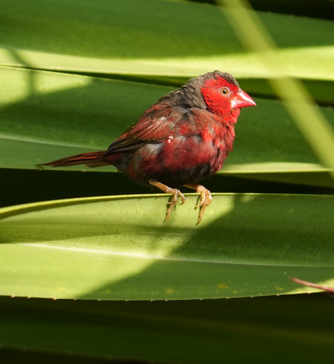 Crimson Finch - ML641096798