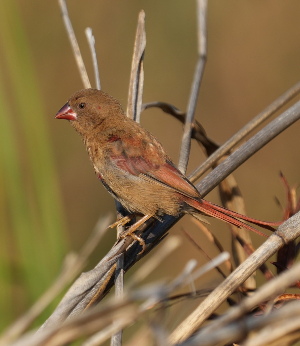 Crimson Finch - ML641096799