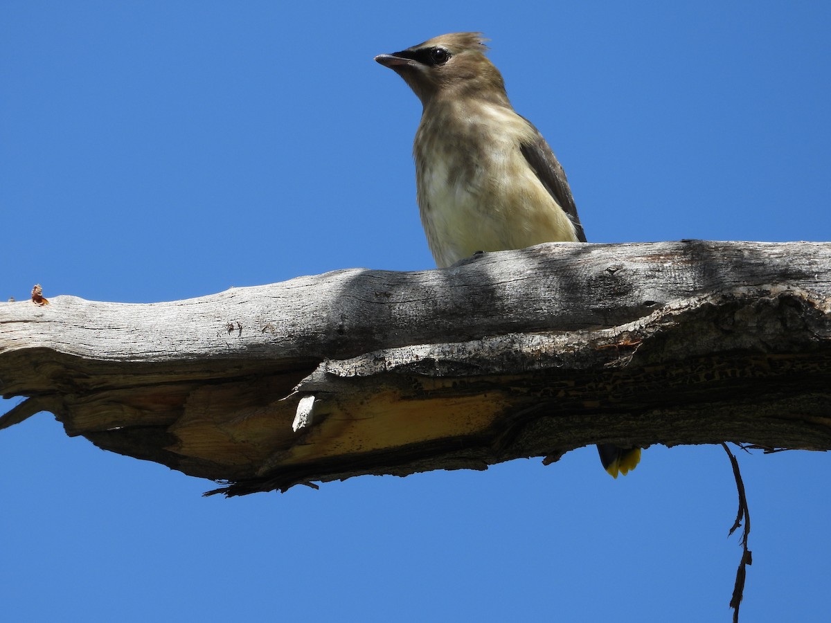 Cedar Waxwing - ML641096801