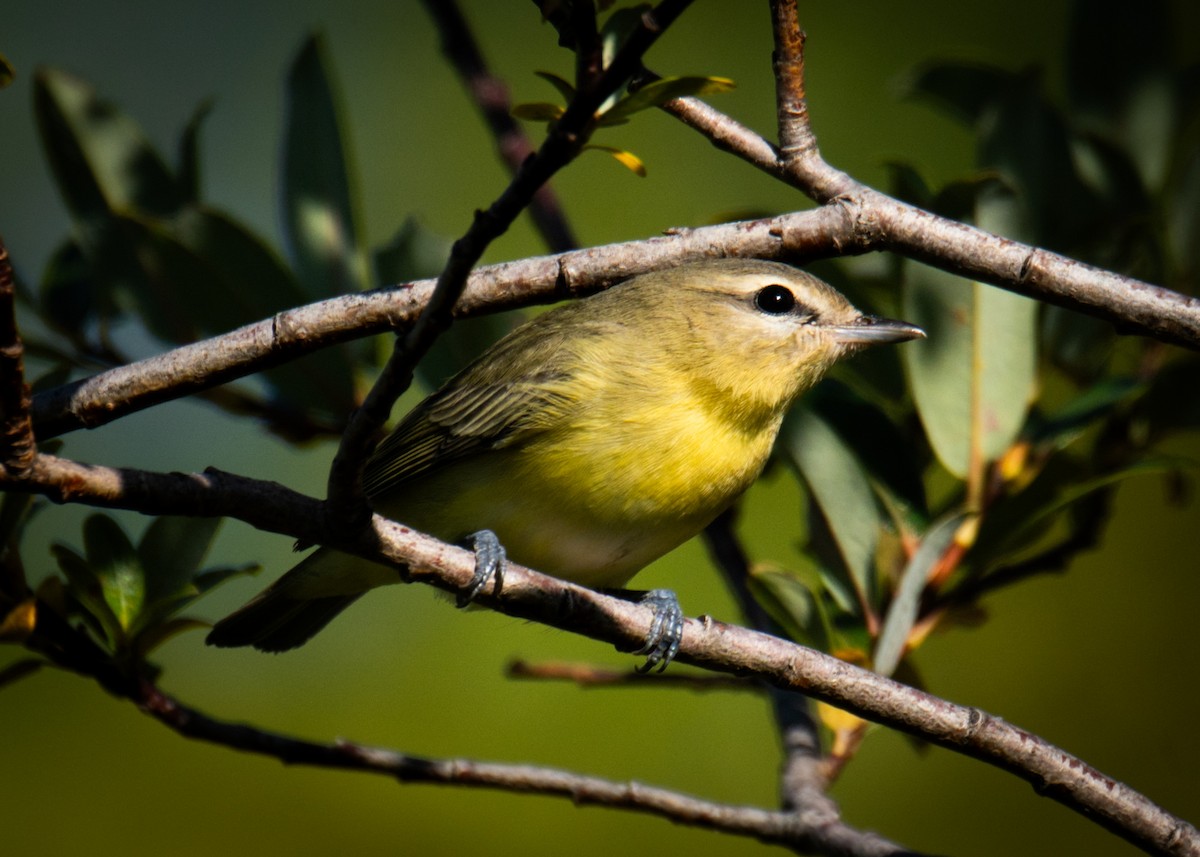 Philadelphia Vireo - ML641096804