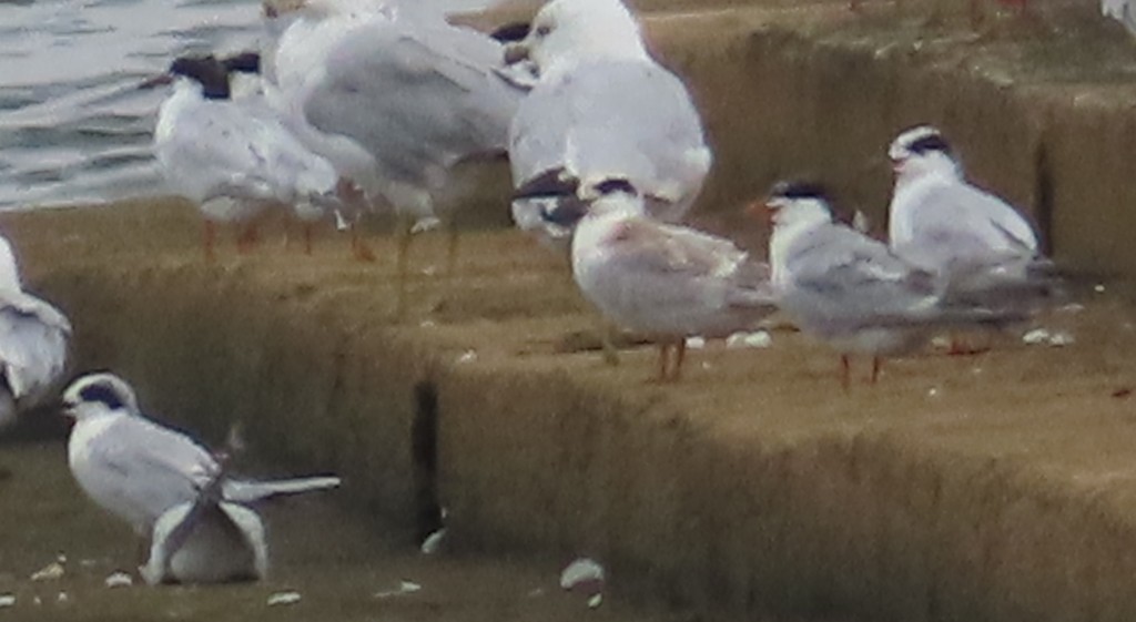 Forster's Tern - ML641096808