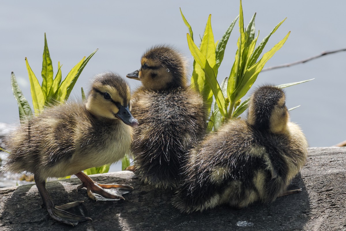 Canard colvert - ML641096811