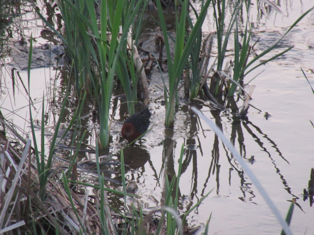 Red-chested Flufftail - ML641096813