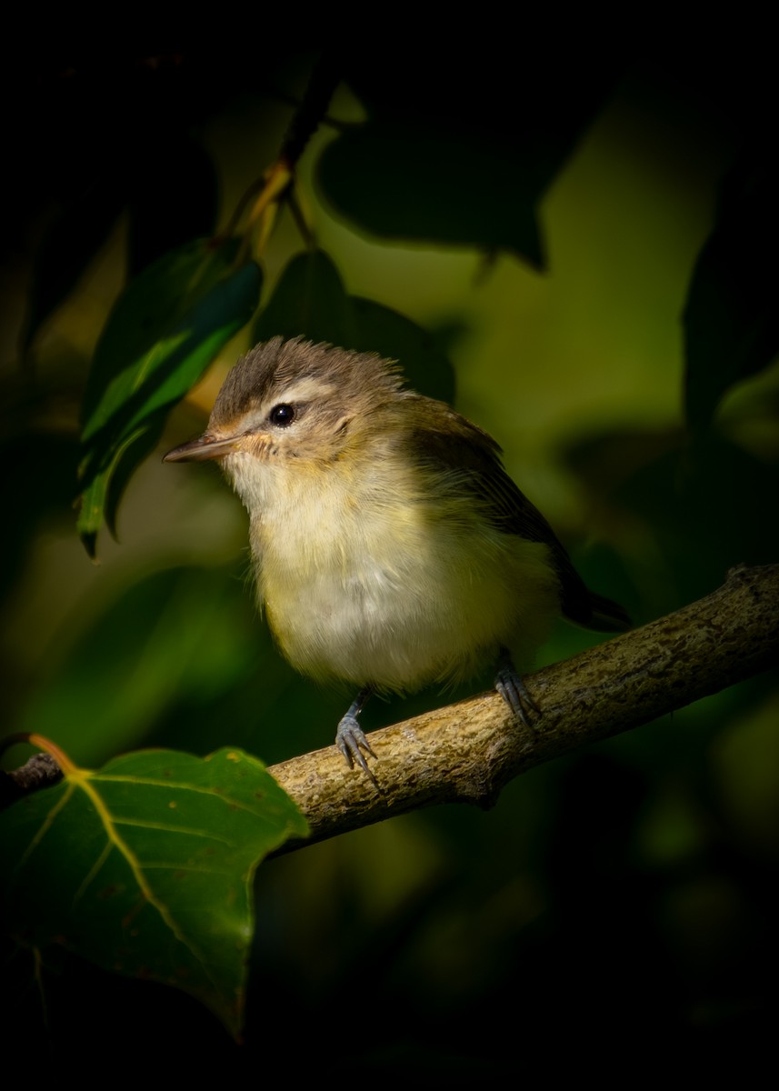 Eastern/Western Warbling Vireo - ML641096815