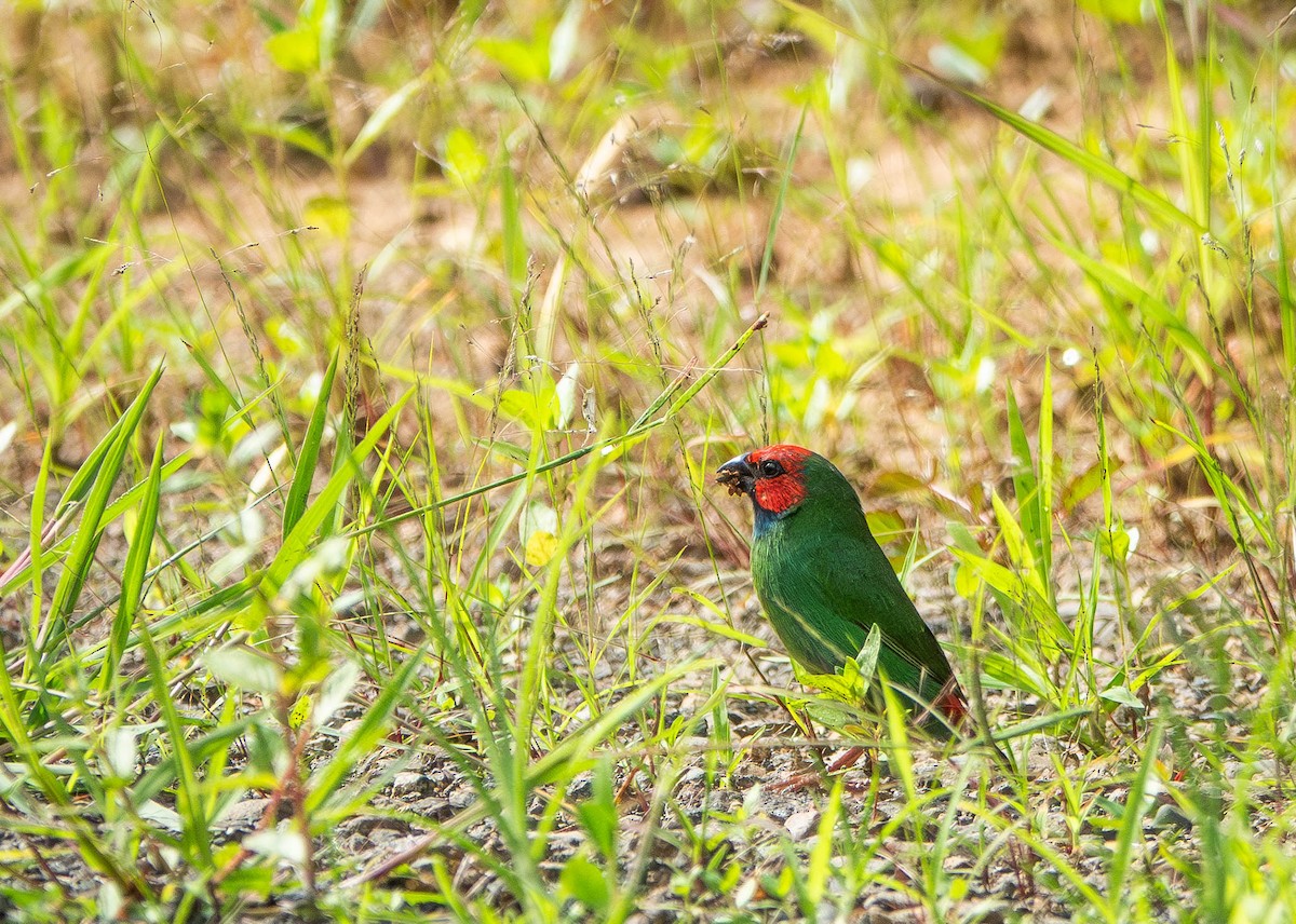 Fiji Parrotfinch - ML641096826