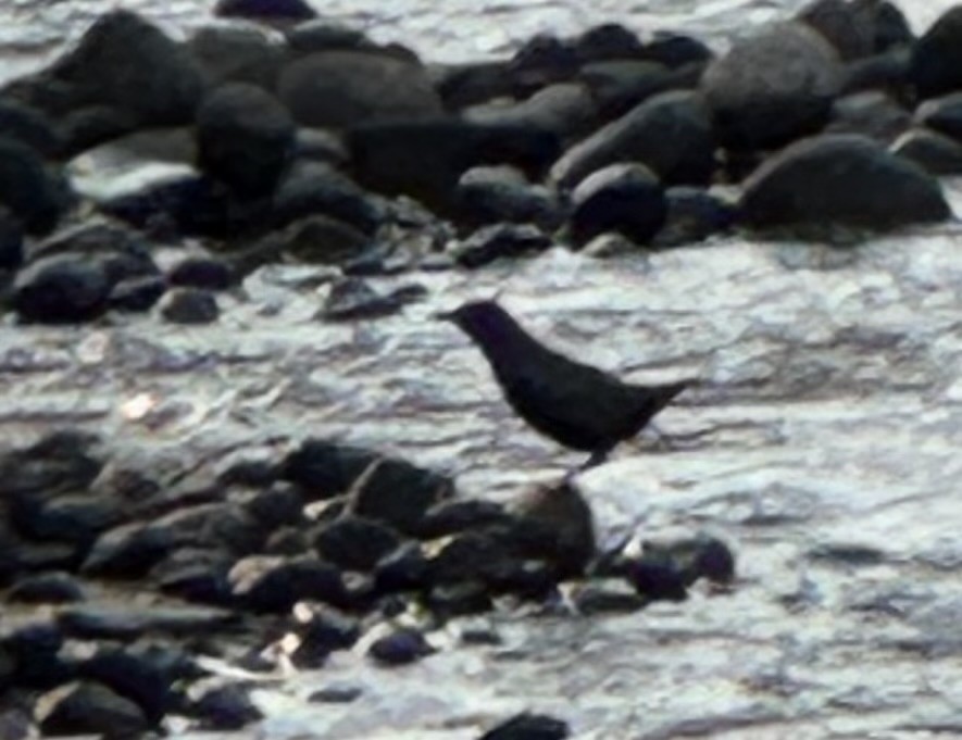 American Dipper - ML641096828